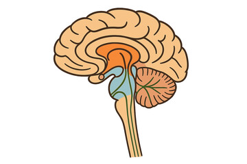 Detailed view of a human brain showing various parts and structures during a biology lesson in a classroom setting