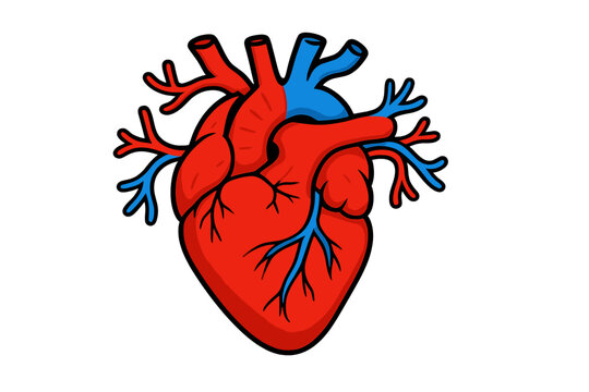 Realistic drawing of a human heart showing arteries and veins with clear color details and structure for educational purposes