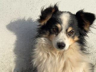 Fototapeta premium Portrait of shaggy cute dog.