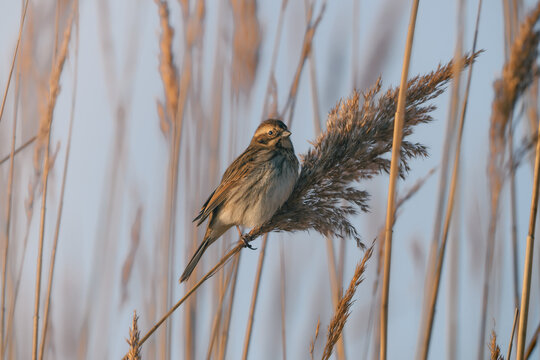 Bruant des roseaux 