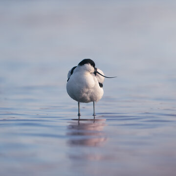 Avocette &Eacute;l&eacute;gante 