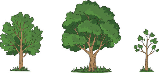 Hand drawn green tree illustration set featuring different leafy trees with trunks and grass isolated on white background nature vector art