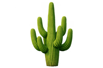 Saguaro cactus, a large branching succulent, thriving in desert conditions with its iconic ribbed stems. Transparent background