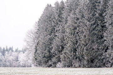 Naklejka premium Frost covers trees and landscape in a winter scene near a forest during a cold morning