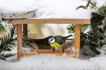 Meise im Futterhaus © Isnurnfoto.