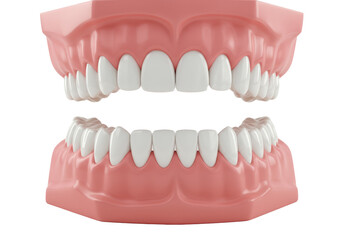 Obraz premium Hyper-realistic 3d model of perfect human dentition with white teeth and pink gums isolated on a white background. Concept of cosmetic dentistry and orthodontics
