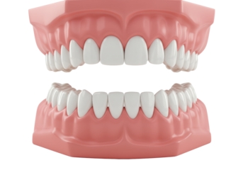 Hyper-realistic 3d model of perfect human dentition with white teeth and pink gums isolated on a white background. Concept of cosmetic dentistry and orthodontics