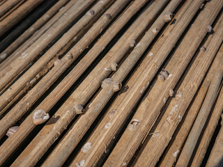 Close Up of Barnacles on Weathered Bamboo