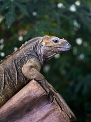 Obraz premium rhino iguana