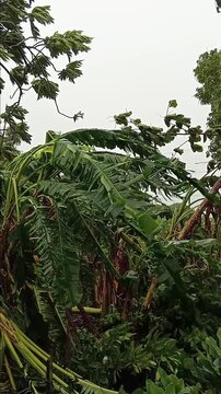 Hurricane Force Wind Against Banana Trees