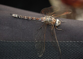 A frozen dragonfly on a cold spring day sat on a black bag to warm up. © panserg