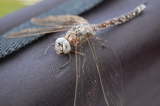 A frozen dragonfly on a cold spring day sat on a black bag to warm up.