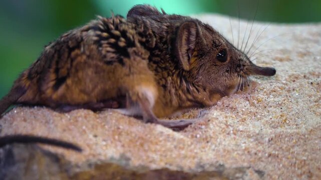 Close up of a Elephant Mouse or elephant shrew resting in sand and moving his nose