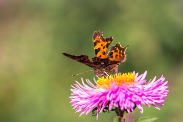 Obraz premium European Comma (Polygonia c-album)