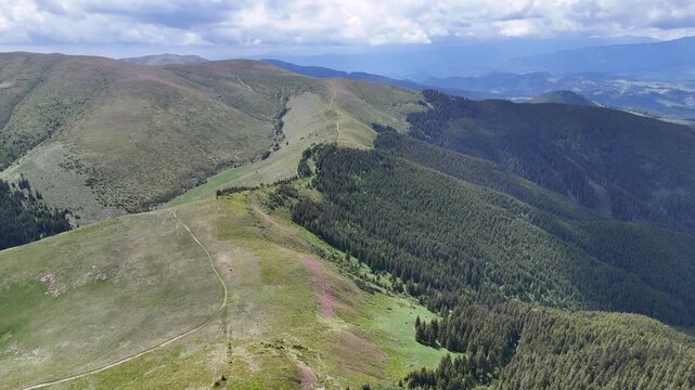 Pink rhododendron flower on a mountain peak landscape in spring