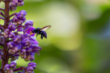 Abelha das orqu&iacute;deas (g&ecirc;nero Euglossa) em uma flor do gengibre azul (Dichorisandra thyrsiflora)