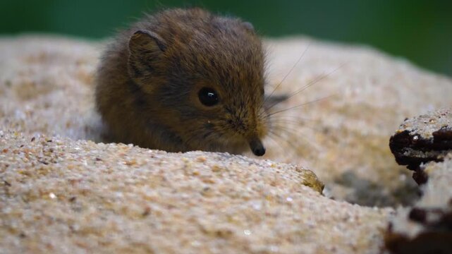 Close up of a young Elephant Mouse or elephant shrew resting in sand and moving his nose