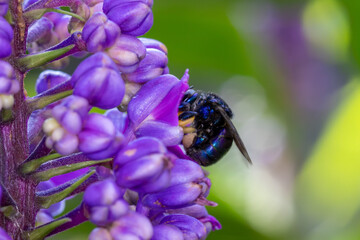 Abelha das orqu&iacute;deas (g&ecirc;nero Euglossa) em uma flor do gengibre azul (Dichorisandra thyrsiflora)