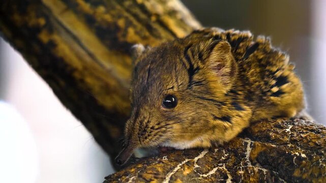 Close up of a Elephant Mouse or elephant shrew resting in sand and moving his nose