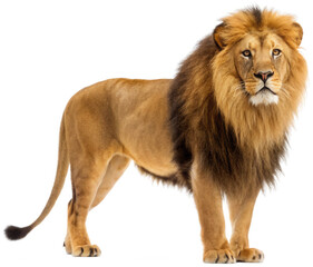 Fototapeta premium A majestic, realistically rendered male lion with a thick, dark mane and powerful build stands proudly in a slightly angled pose, exhibiting a focused gaze and, isolated on transparent background.