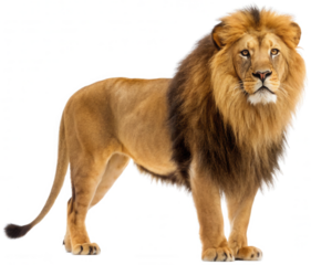 A majestic, realistically rendered male lion with a thick, dark mane and powerful build stands proudly in a slightly angled pose, exhibiting a focused gaze and, isolated on transparent background.