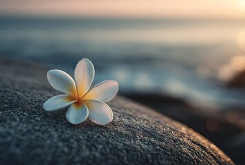 Close up of a white tropical flower on a stone with sea in the background