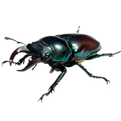 Close up of a stag beetle with iridescent colors