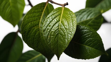 Vibrant Indoor Plant Leaf Detail
