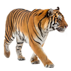 Fototapeta premium Bengal Tiger Walking Pose with Sharp Fur Detail Isolated on White Background