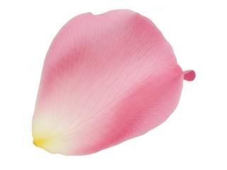 Delicate pink petal with soft gradient isolated on transparent background