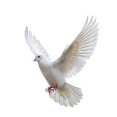 White dove in flight against a black background