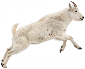 A youthful, agile Alpine goat with a short, dense, cream-colored coat and small, curved horns is dynamically leaping forward with extended legs and a slightly, isolated on transparent background.
