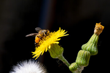 Abelha na flor da Serralha, serralha-branca ou serrallha-macia (Sonchus oleraceus)