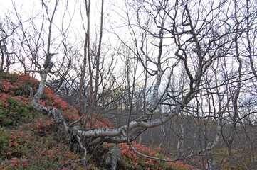 Amazing Karelian birches in the forest of the Lapland tundra on an autumn day. These trees with intricately curved trunks are found on the Kola Peninsula,  Scandinavia, as well as in the Urals  