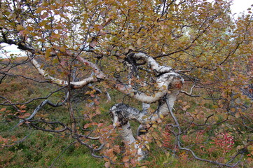 Amazing Karelian birches in the forest of the Lapland tundra on an autumn day. These trees with intricately curved trunks are found on the Kola Peninsula,  Scandinavia, as well as in the Urals  