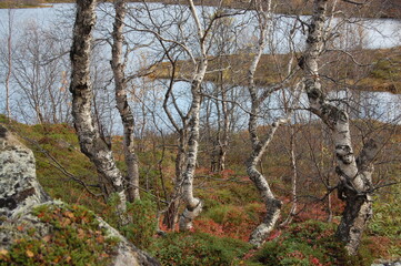 Amazing Karelian birches in the forest of the Lapland tundra on an autumn day. These trees with intricately curved trunks are found on the Kola Peninsula,  Scandinavia, as well as in the Urals  