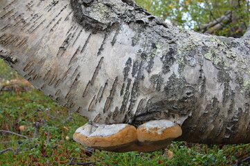 Amazing Karelian birches in the forest of the Lapland tundra on an autumn day. These trees with intricately curved trunks are found on the Kola Peninsula,  Scandinavia, as well as in the Urals  