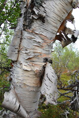Amazing Karelian birches in the forest of the Lapland tundra on an autumn day. These trees with intricately curved trunks are found on the Kola Peninsula,  Scandinavia, as well as in the Urals  