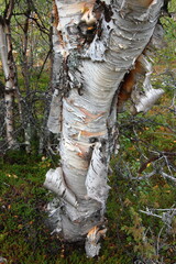 Amazing Karelian birches in the forest of the Lapland tundra on an autumn day. These trees with intricately curved trunks are found on the Kola Peninsula,  Scandinavia, as well as in the Urals  