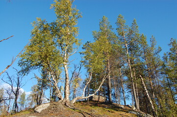 Amazing Karelian birches in the forest of the Lapland tundra on an autumn day. These trees with intricately curved trunks are found on the Kola Peninsula,  Scandinavia, as well as in the Urals  