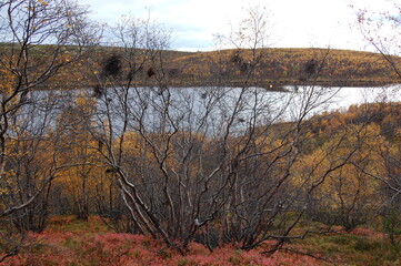 Amazing Karelian birches in the forest of the Lapland tundra on an autumn day. These trees with intricately curved trunks are found on the Kola Peninsula,  Scandinavia, as well as in the Urals  