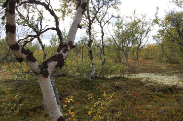 Amazing Karelian birches in the forest of the Lapland tundra on an autumn day. These trees with intricately curved trunks are found on the Kola Peninsula,  Scandinavia, as well as in the Urals  