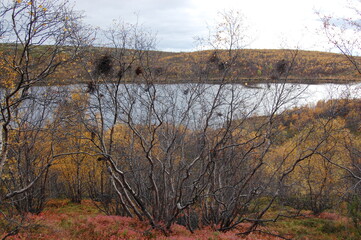 Amazing Karelian birches in the forest of the Lapland tundra on an autumn day. These trees with intricately curved trunks are found on the Kola Peninsula,  Scandinavia, as well as in the Urals  