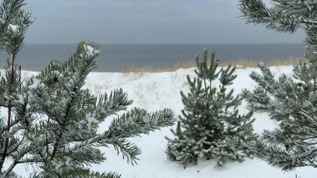 Snow-covered pine trees near the winter sea. Cold coastal forest with ocean in the background, overcast sky. Peaceful northern nature scene, calm winter atmosphere in 4K.