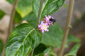 Abelha-irapu&atilde; (Trigona spinipes) em uma flor de erva cidreira (Melissa officinalis). Ch&aacute;