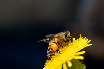 Abelha na flor da Serralha, serralha-branca ou serrallha-macia (Sonchus oleraceus)