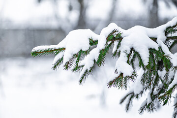 Snow-covered pine branch close-up with soft light and blurred winter background.