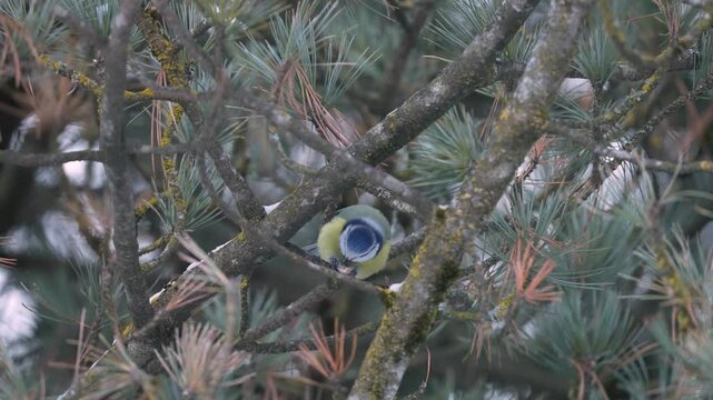 a blue tit, perched on a branch and is eating a nut, at a winter morning