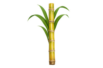 Fototapeta premium Sugarcane stalk with green leaves creating sugar products and biofuel production on transparent background