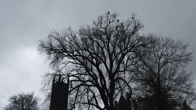 Black vultures perched in a barren tree over historic church overcast sky
